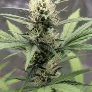 Crystal Candy XL Auto - Sweet Seeds