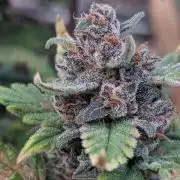 Purple Lemonade Auto Fast Buds Outdoor