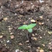 Toffee Pudding Auto Anesia Seeds