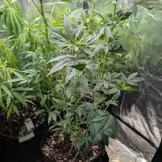 Glue Prom Walipini Seeds