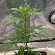Crystal Candy XL Auto - Sweet Seeds