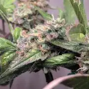 Hindu Kush Auto Sensi Seeds