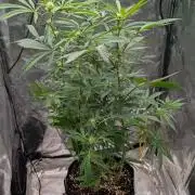 The Gassy One Super Sativa Seed Club
