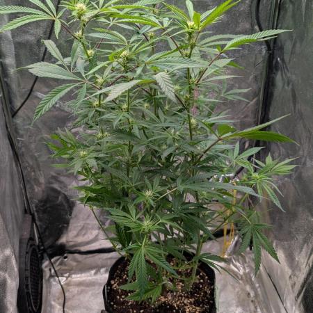 The Gassy One Super Sativa Seed Club
