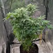 Super Boof Weed Seed Shop