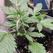 Sundae Frost