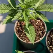 Auto Super Skunk - Sensible Seeds