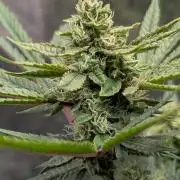 The Gassy One Super Sativa Seed Club