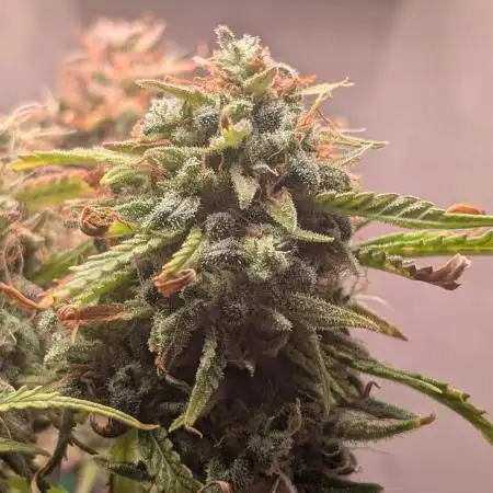 Permanent Jealousy XL Auto Sweet Seeds