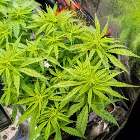 Mental Rainbow F1 Sweet Seeds