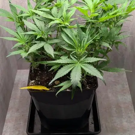 Skunk Auto Fast Buds Mini Grow