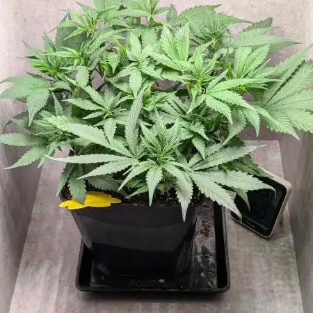 Skunk Auto Fast Buds Mini Grow