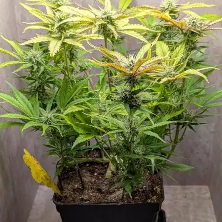 Skunk Auto Fast Buds Mini Grow
