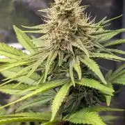 Glue Prom Walipini Seeds