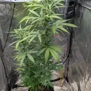 Strawberry Cola Sherbet F1 Sweet Seeds