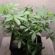 Eternity Grow Cup  Sticky Broccoli Auto