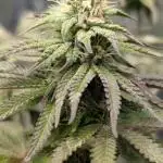 Papaya Zoap F1 Sweet Seeds