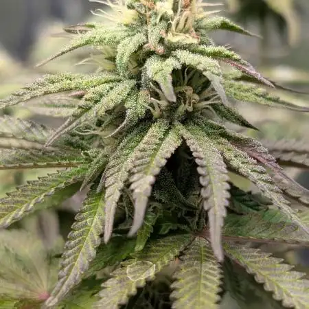 Papaya Zoap F1 Sweet Seeds