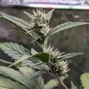 Papaya Cookies Auto Fast Buds