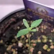 Eternity Grow Cup  Sticky Broccoli Auto
