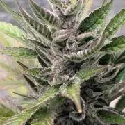 Auto Super Skunk - Sensible Seeds