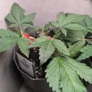 Sundae Frost