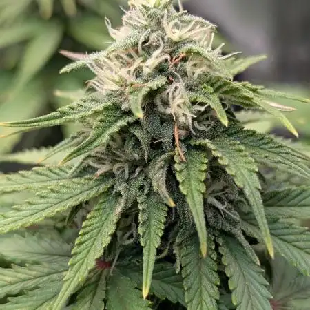 Orange Sherbet FF Fast Buds