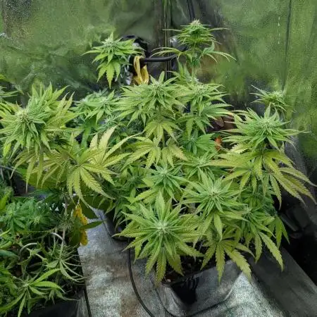 Papaya Zoap F1 Sweet Seeds