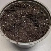 Auto Super Skunk - Sensible Seeds