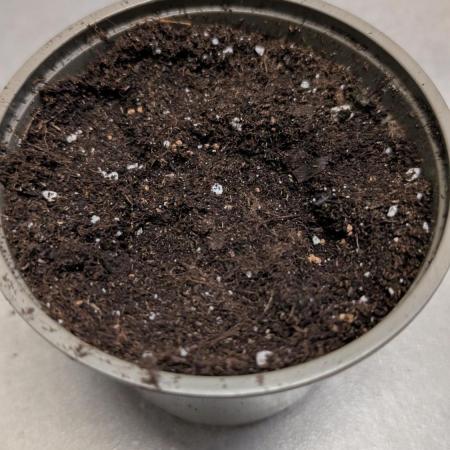 Auto Super Skunk - Sensible Seeds