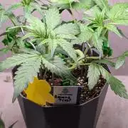 Banana Frost