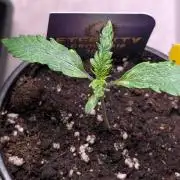 Eternity Grow Cup  Sticky Broccoli Auto