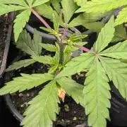 The Gassy One Super Sativa Seed Club