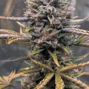 Crystal Candy XL Auto - Sweet Seeds