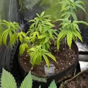 Strawberry Cola Sherbet F1 Sweet Seeds