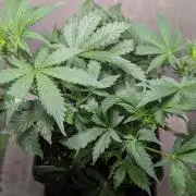 Eternity Grow Cup  Sticky Broccoli Auto