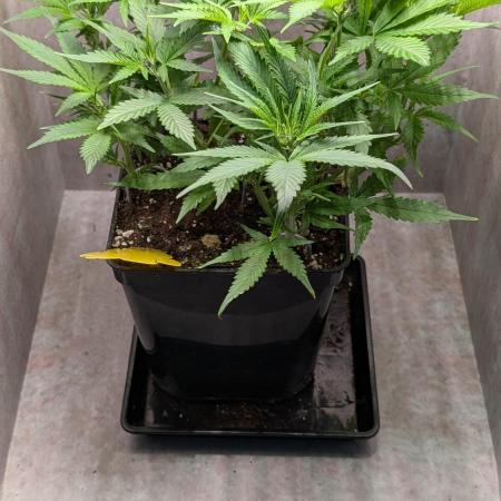 Skunk Auto Fast Buds Mini Grow