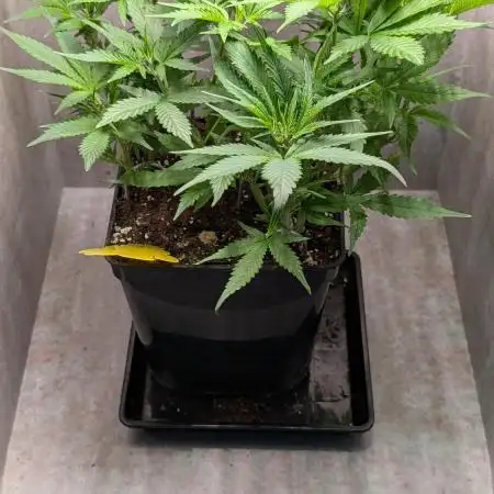 Skunk Auto Fast Buds Mini Grow
