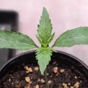 Permanent Jealousy XL Auto Sweet Seeds
