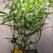 Permanent Jealousy XL Auto Sweet Seeds
