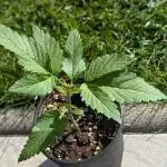 Skunk Auto Fast Buds Mini Grow
