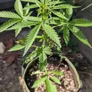 Toffee Pudding Auto Anesia Seeds