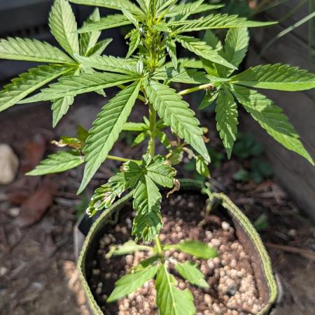 Toffee Pudding Auto Anesia Seeds