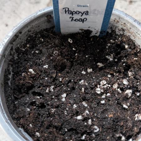 Diablo Rojo XL Auto - Sweet Seeds