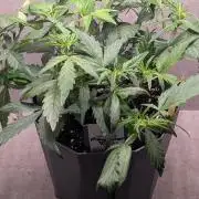 Mango Cherry Runtz