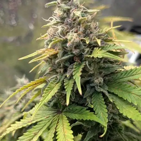 Orange Sherbet FF Fast Buds