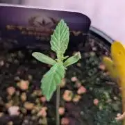 Eternity Grow Cup  Sticky Broccoli Auto