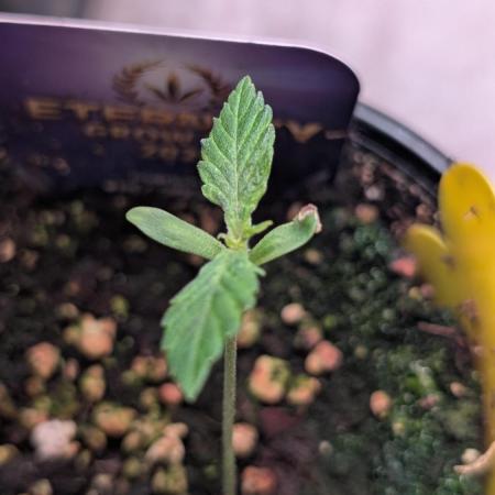 Eternity Grow Cup  Sticky Broccoli Auto