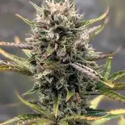 Crystal Candy XL Auto - Sweet Seeds
