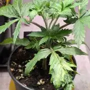 Eternity Grow Cup  Sticky Broccoli Auto